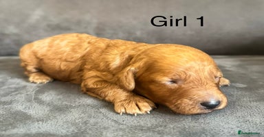 Miniature Poodle dogs - Advert 12