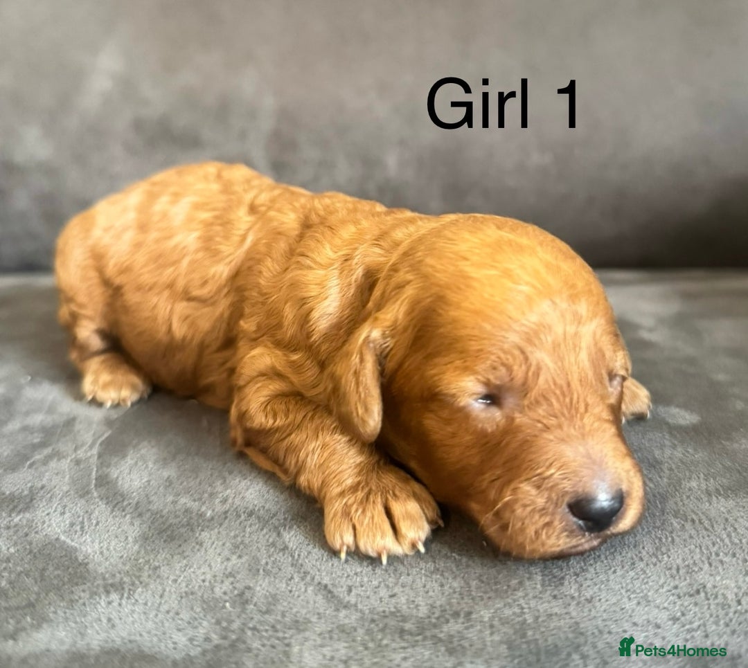 Miniature Poodle dogs for sale: Stunning miniature poodles available - Image 15