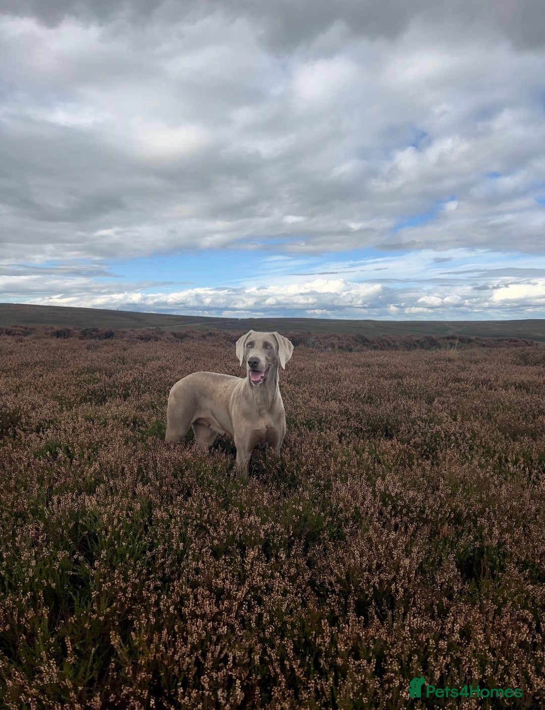 Weimaraner dogs for sale: Stunning litter of Silver Weimaraner Puppies. - Advert 7