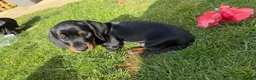 Miniature Dachshund dogs for sale: Miniature short haired Dachshund Puppy’s - Advert 21