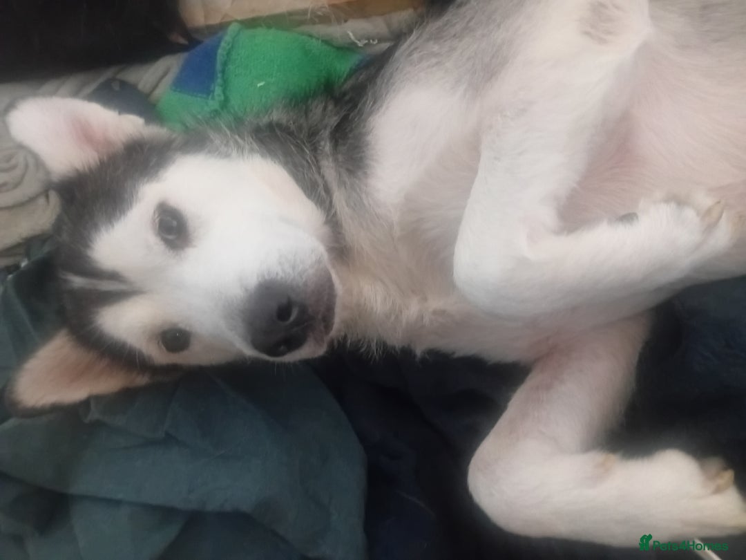 Mixed Breed dogs for sale: Alaskan malamute cross collies puppy's  - Image 4