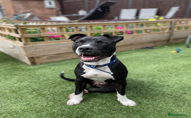 Staffordshire Bull Terrier dogs - Advert 1