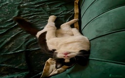 Mixed Breed cats for adoption: Lilian, the gorgeous one-eyed queen 👑  - Image 6