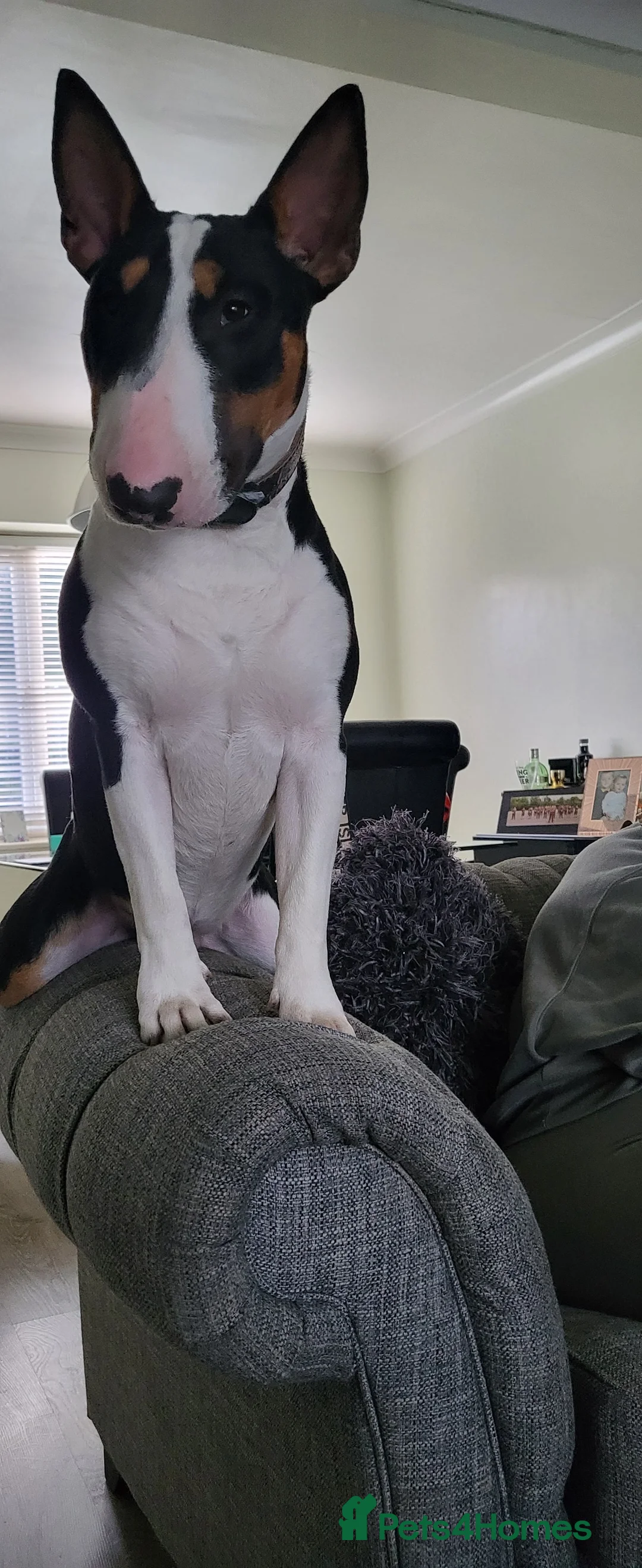 Bull Terrier dogs for stud: Cruz  - Advert 3