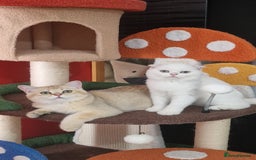 Scottish Fold cats for sale: Scottish straight boy ready to leave - Image 24