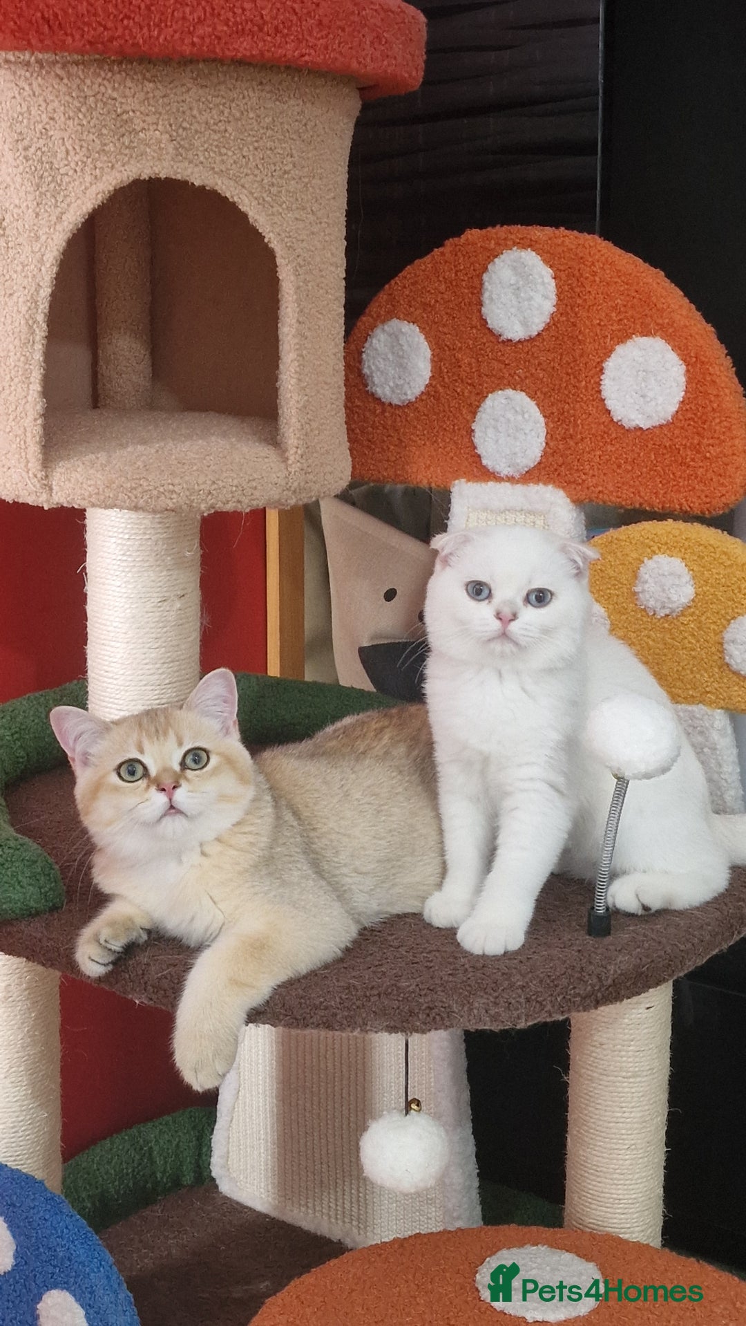 Scottish Fold cats for sale: Scottish straight boy ready to leave - Image 24