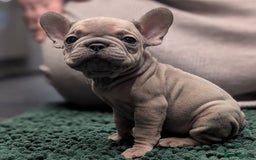 French Bulldog dogs for sale: French Bulldog puppies ready now ❤️ last 2 left - Image 7