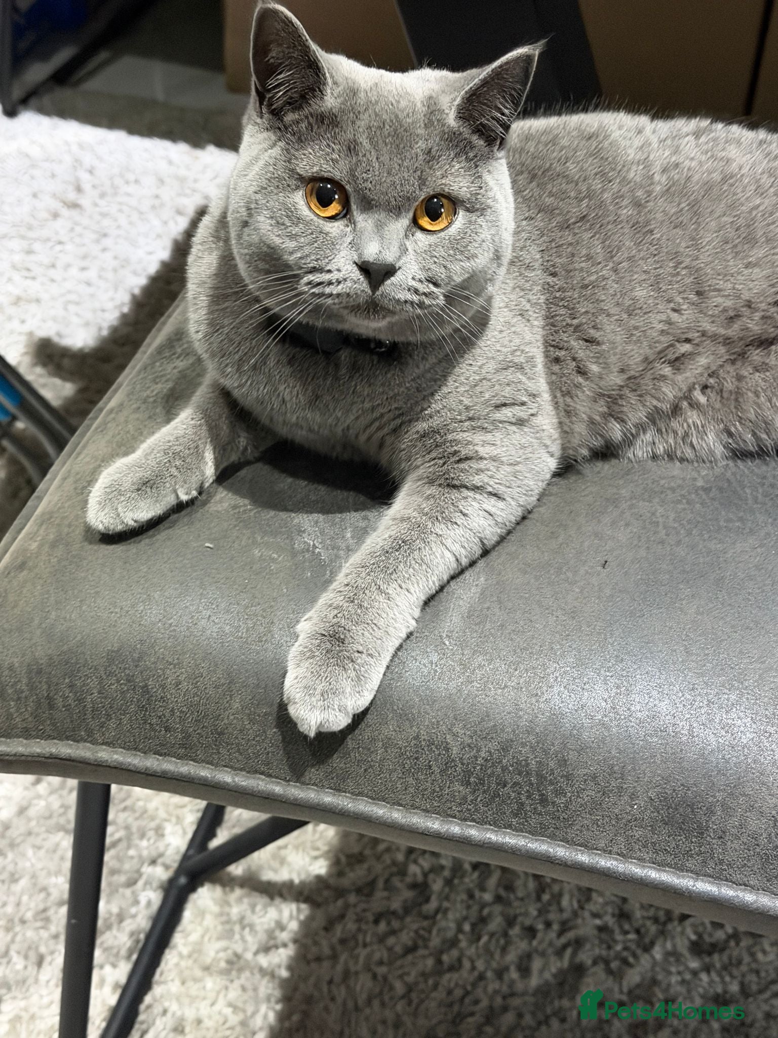Mixed Breed cats British Shorthair Kittens (Mixed) - Advert 1
