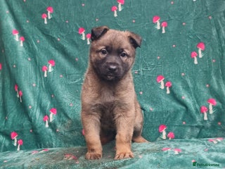 German Shepherd dogs German Shepherd Puppies - Advert 1