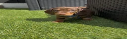 Miniature Dachshund dogs for sale: Outstanding miniature dachshund puppies  - Advert 8