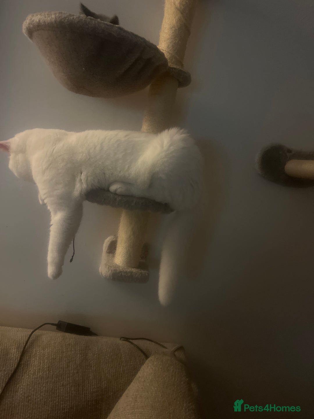 British Shorthair cats for sale: LAST 1  BSH WHITE  BOY GCCF REGISTERED!!!!! - Advert 5