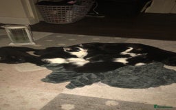 Mixed Breed cats for sale: 6 beautiful kittens for sale READY NOW - Image 2