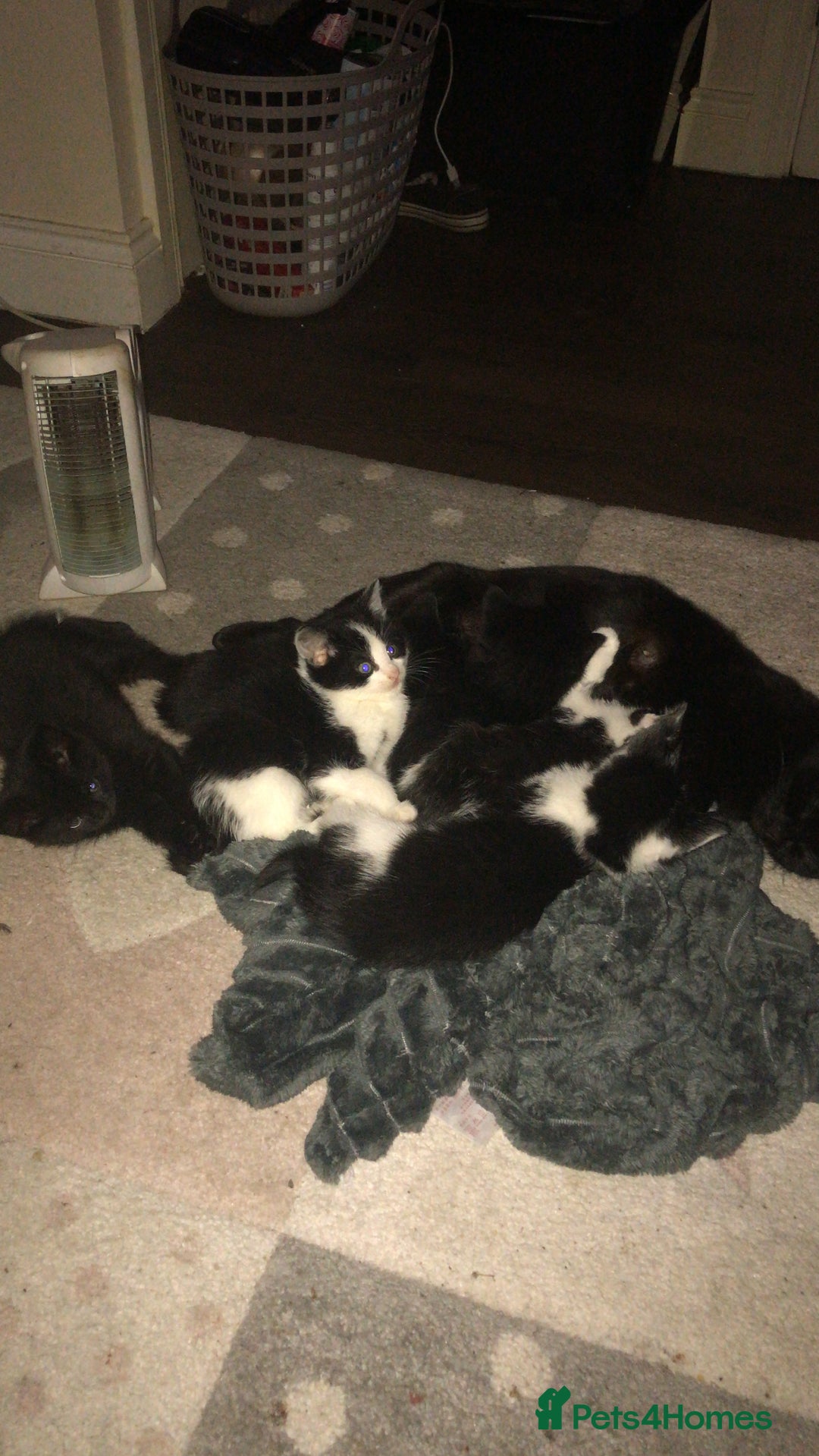 Mixed Breed cats for sale: 6 beautiful kittens for sale READY NOW - Image 2
