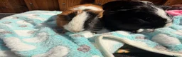 Guinea Pig rodents for sale: 2 bonded Male Guinea pigs  - Advert 3