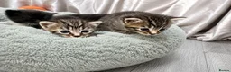 Mixed Breed cats for sale: Kittens - Advert 4
