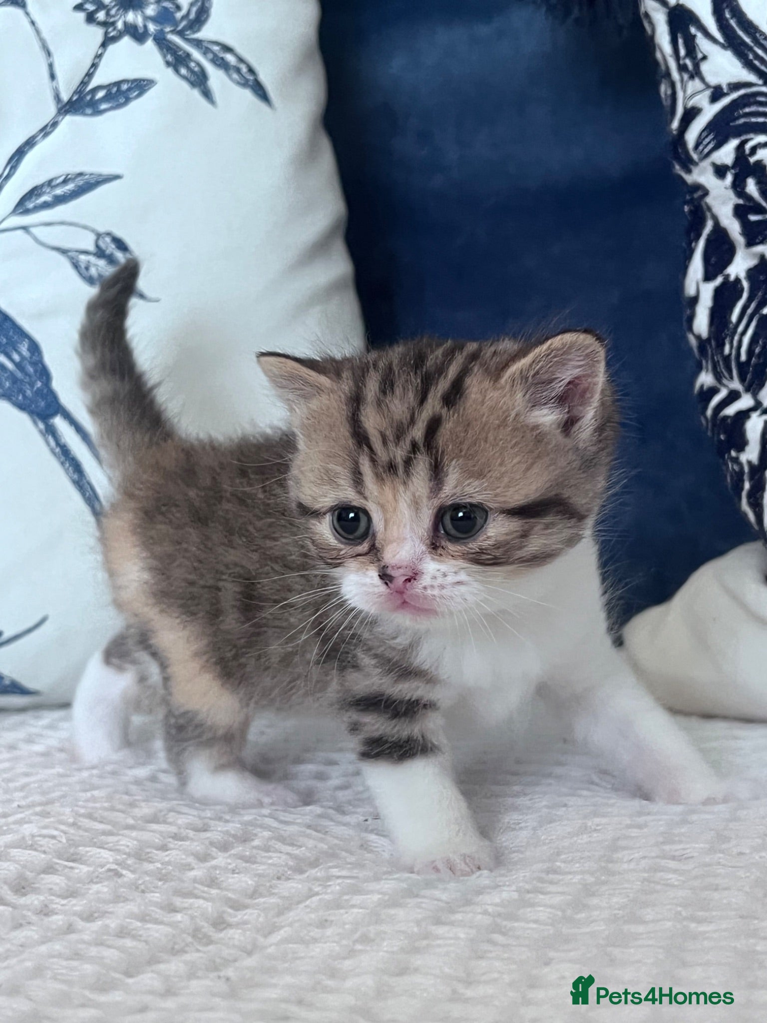 British Shorthair cats Beautiful British short hair kittens - Advert 15