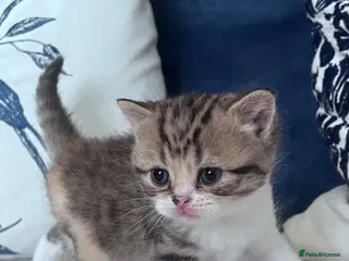 British Shorthair cats Beautiful British short hair kittens - Advert 15