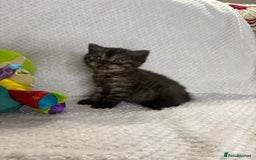 British Shorthair cats for sale: Gorgeous British shorthairs - Image 6