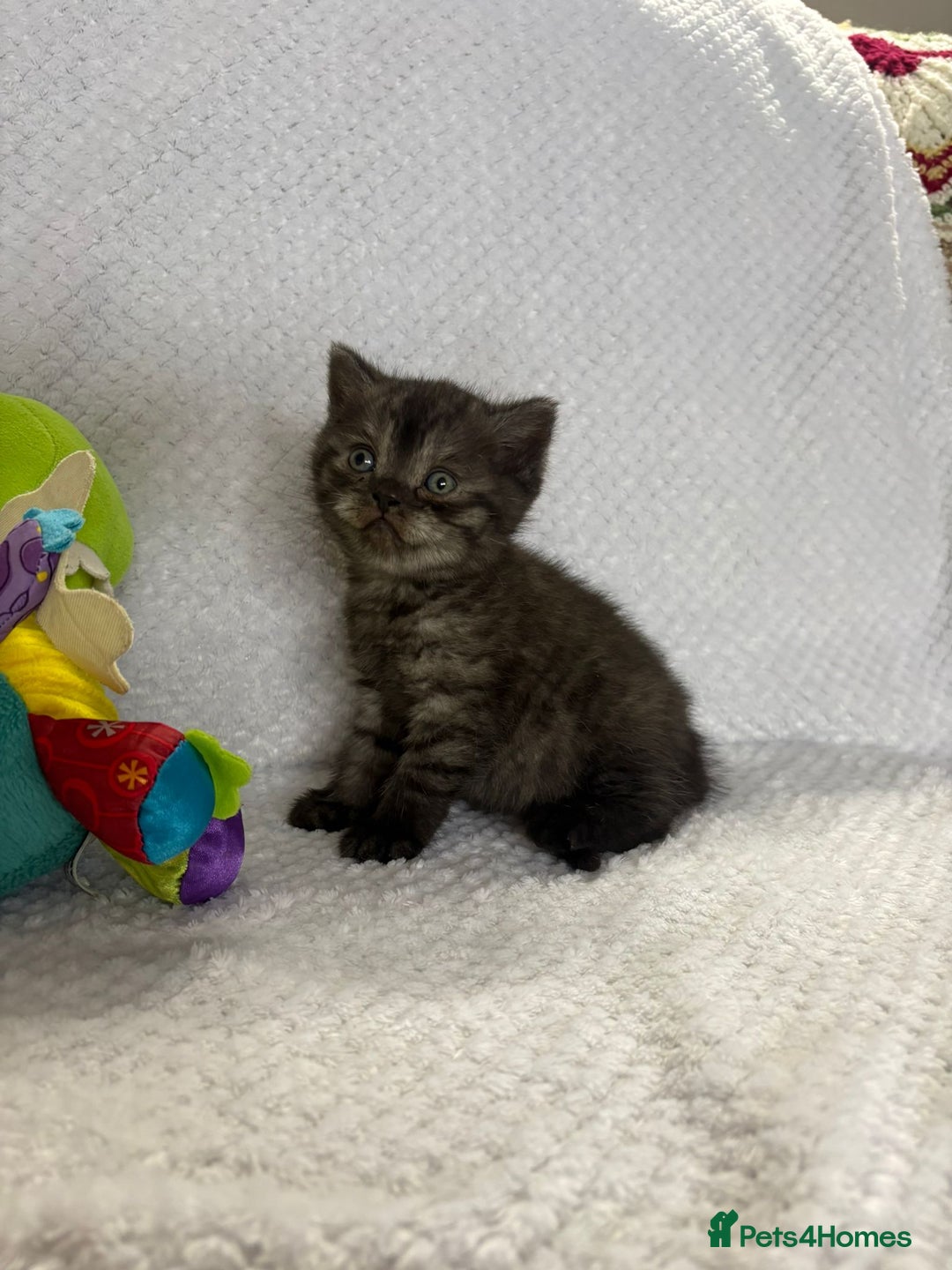 British Shorthair cats for sale: Gorgeous British shorthairs - Image 6