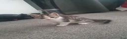 Mixed Breed cats for sale: 5 lovely kittens, colico mother  - Advert 5
