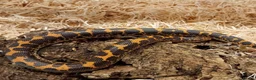 Boa Snake reptiles for sale: Beautiful, Juvenile, Captive-Bred Kenyan Sand Boas - Advert 2