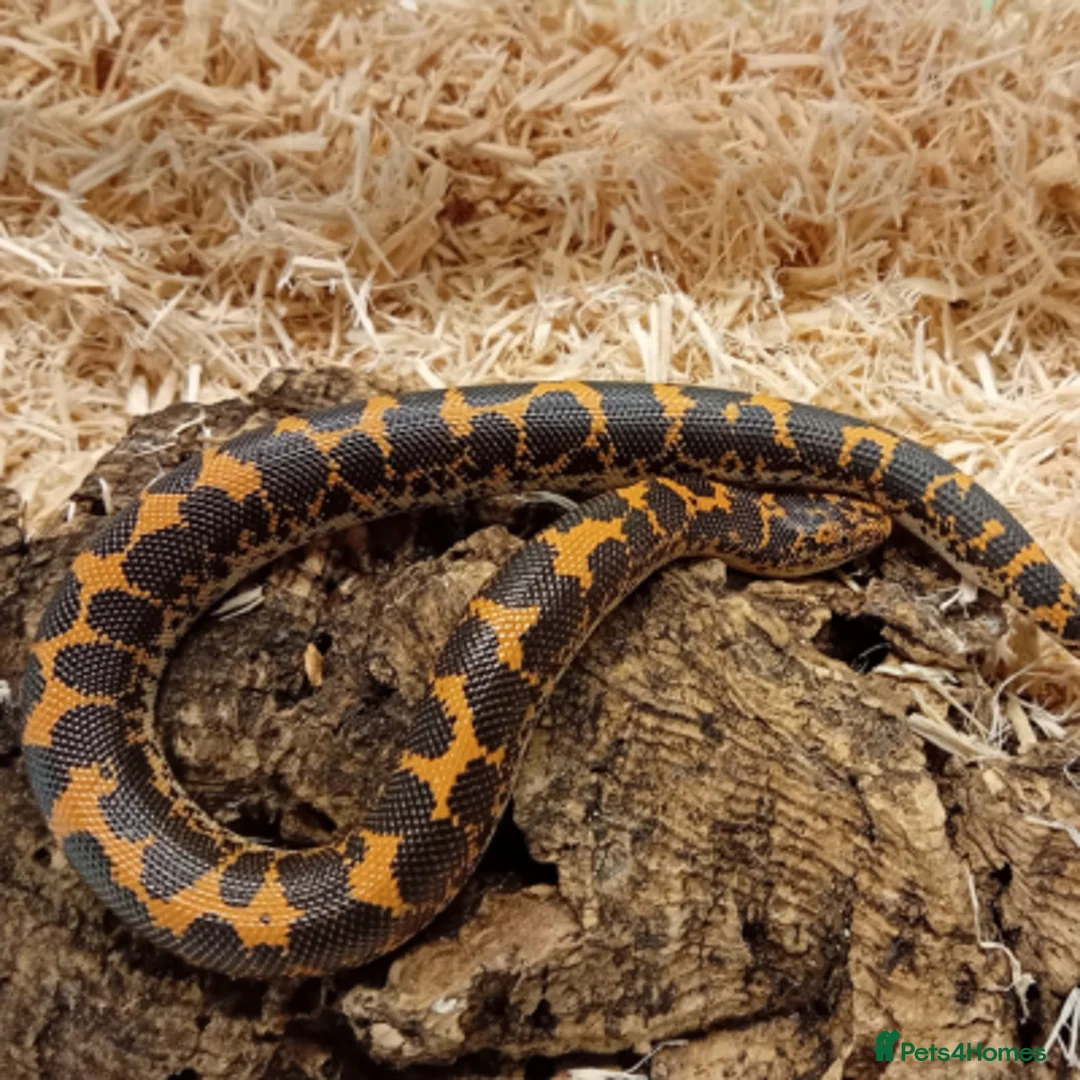Boa Snake reptiles for sale: Beautiful, Juvenile, Captive-Bred Kenyan Sand Boas - Advert 2