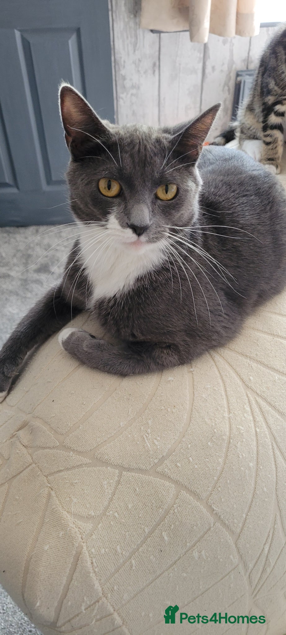 British Shorthair cats 6 Adorable kittens seeking forever home - Advert 1