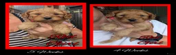 Cockapoo dogs for sale: 6 x Red Cockapoo Girls For Sale - Advert 14