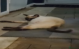 Siamese cats for sale: Siamese kittens gorgeous colours  - Image 5
