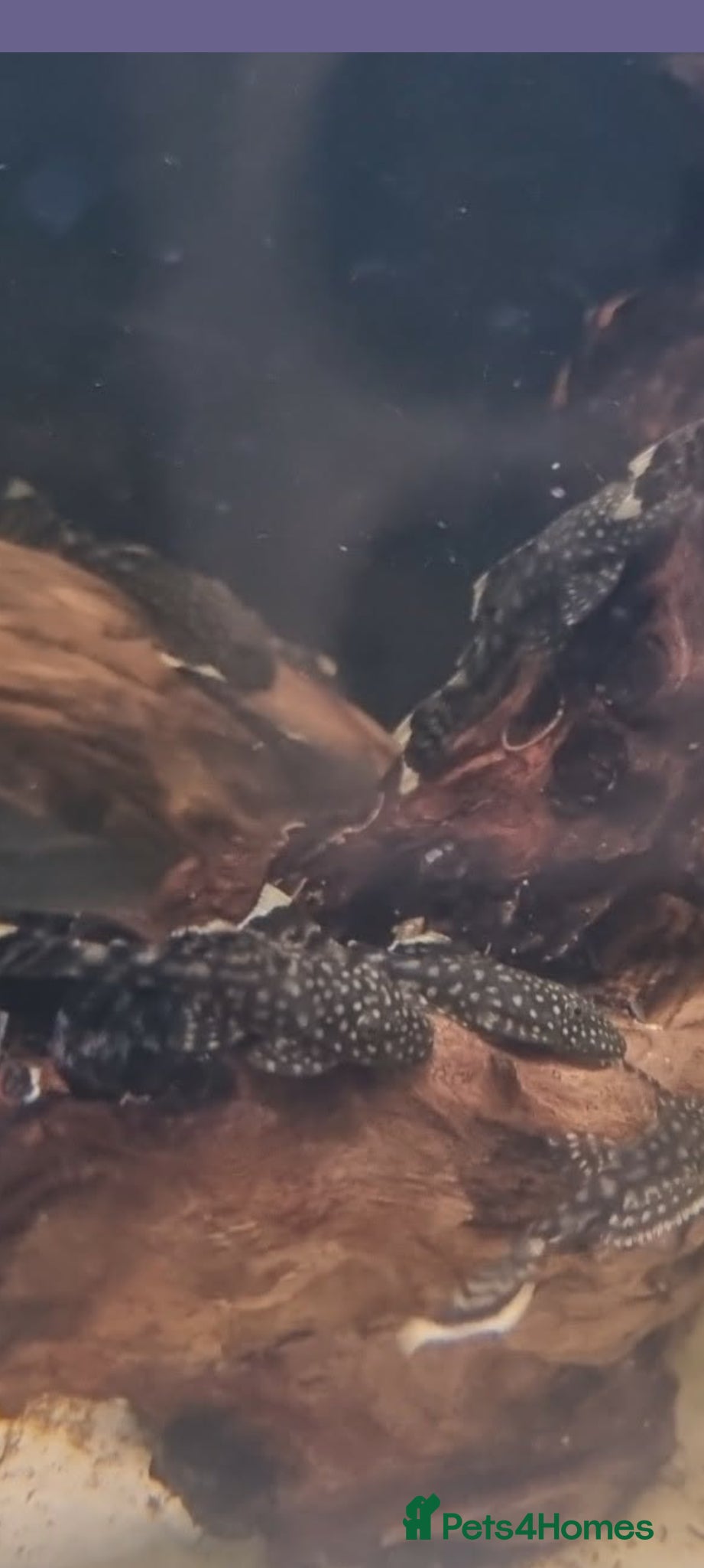 Plecos fish Common bristlenose - Advert 9