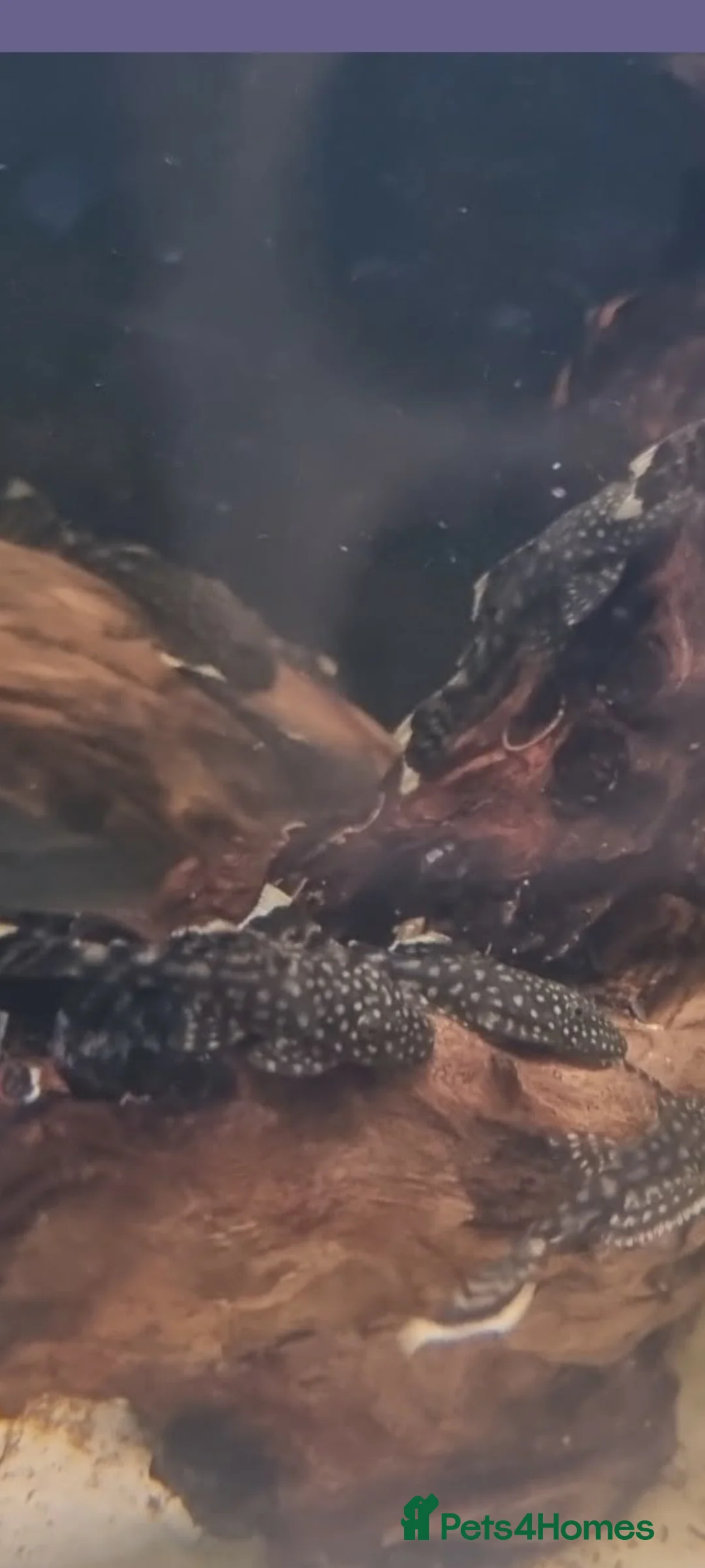Plecos fish for sale: Common bristlenose in Corby - Advert 1