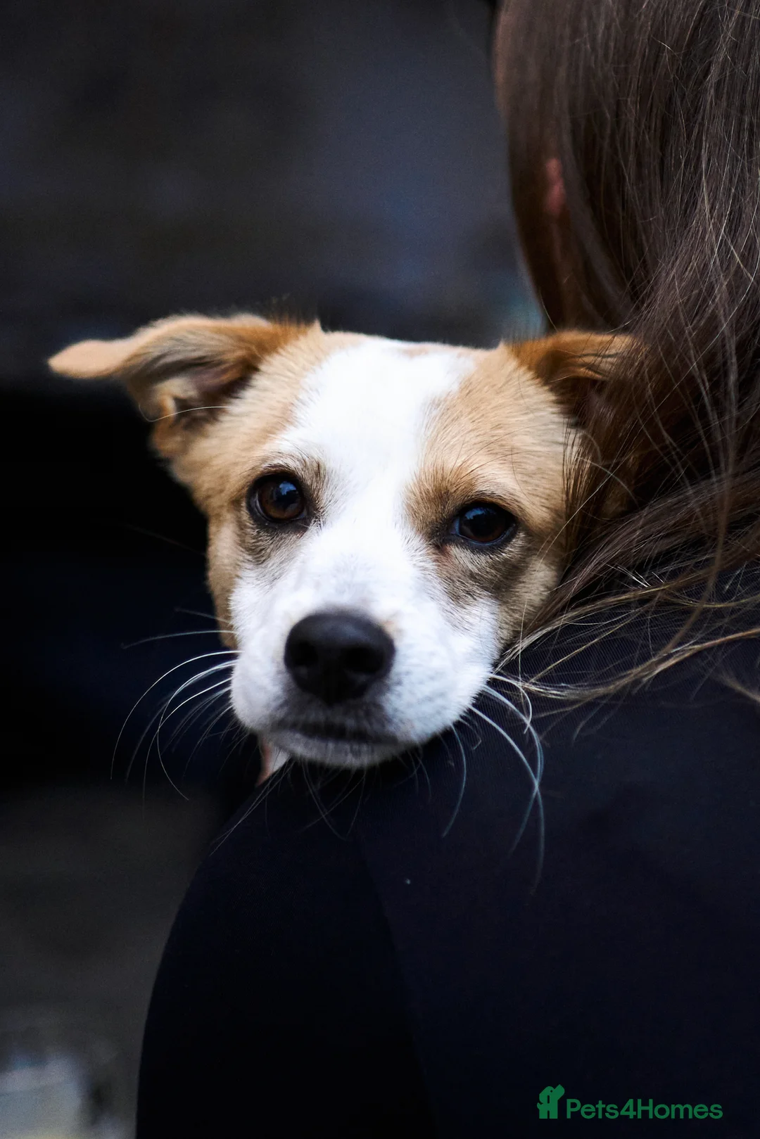 Mixed Breed dogs for sale: Dog for rehoming - Advert 10