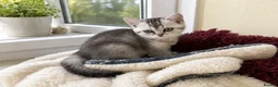 British Shorthair cats for sale: BSH GCCF registered silver chinchilla last girl - Advert 13