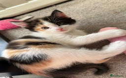 Mixed Breed cats for sale: Ginger,Tortoiseshell, Tuxedo Kittens Sale London  - Advert 10