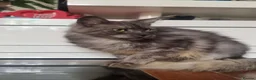 Maine Coon cats for sale: Beautiful Maine Coon Kittens READY TO LEAVE - Advert 7