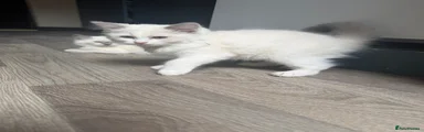 Ragdoll 5
