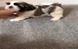 Shih Tzu dogs for sale: 5 gorgeous Shih Tzu puppies - Image 8