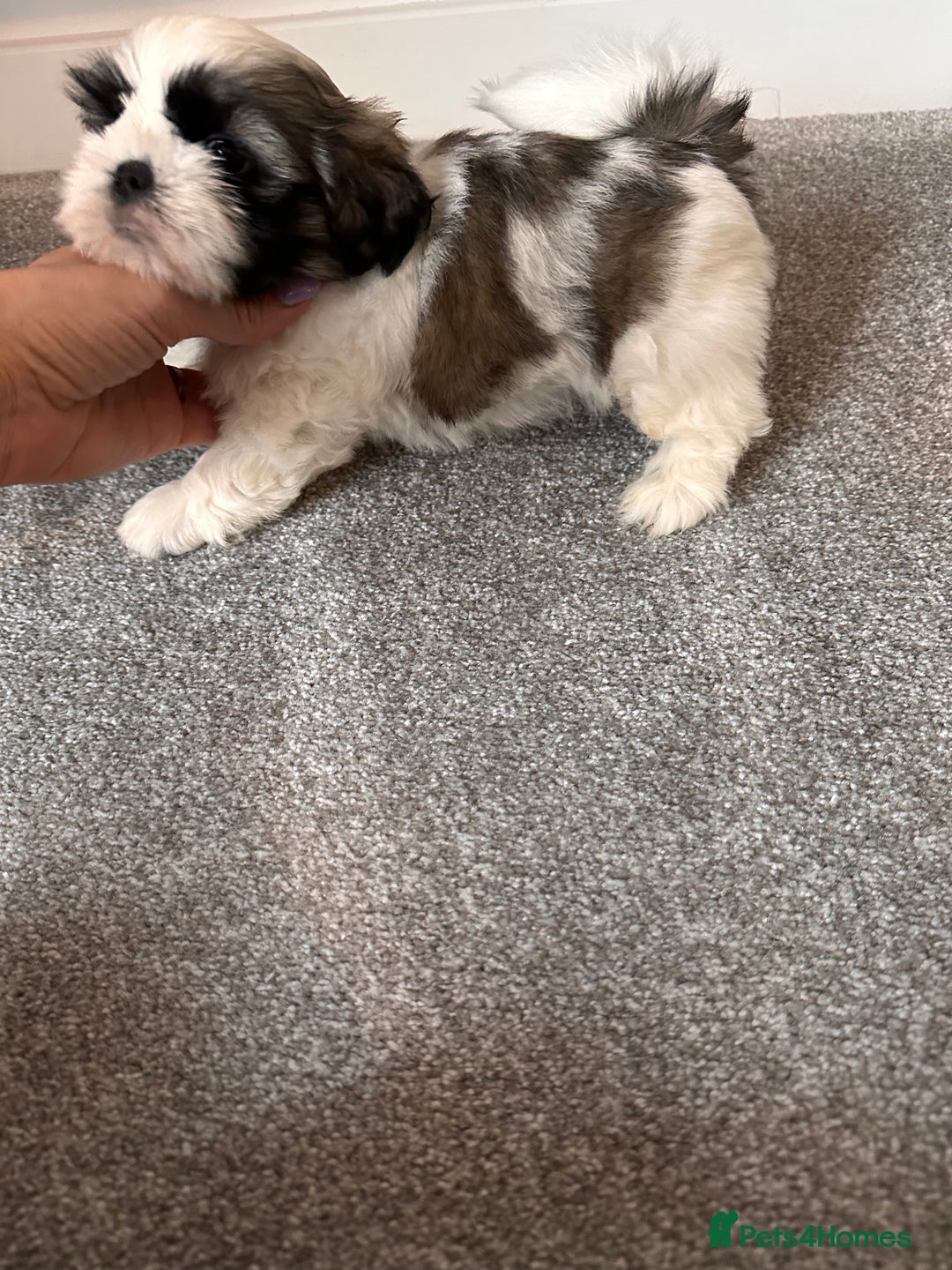 Shih Tzu dogs for sale: 5 gorgeous Shih Tzu puppies - Image 8