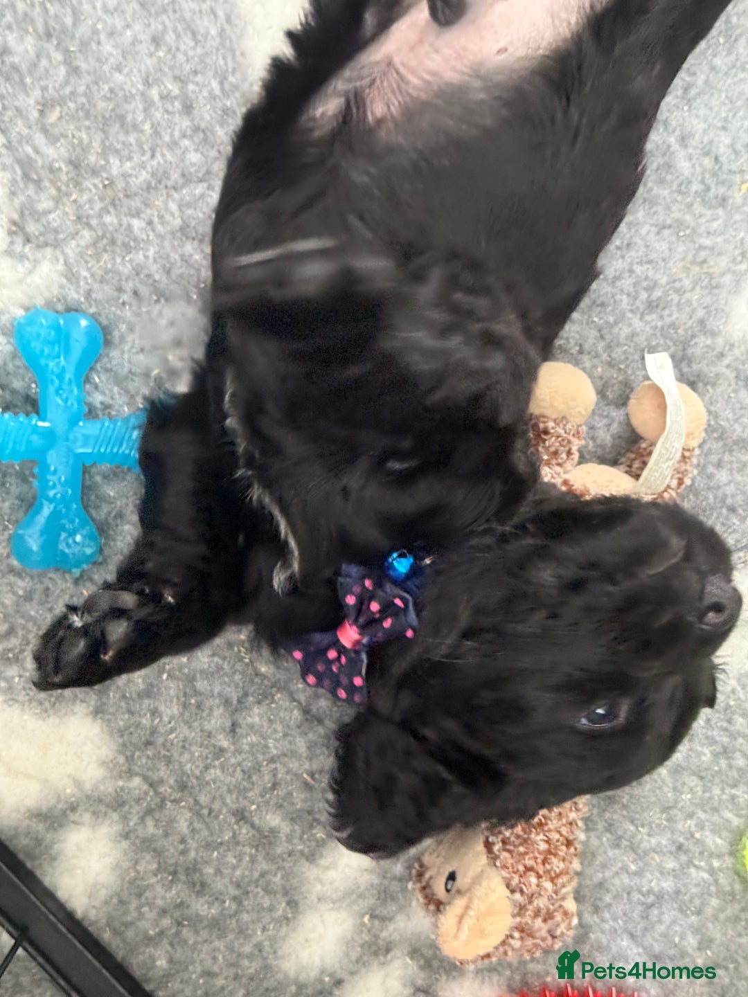Cocker Spaniel dogs for sale: Cocker Spaniel Puppies - Image 19