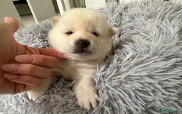 Japanese Shiba Inu dogs for sale: Japanese Shiba Inu puppies - Image 7