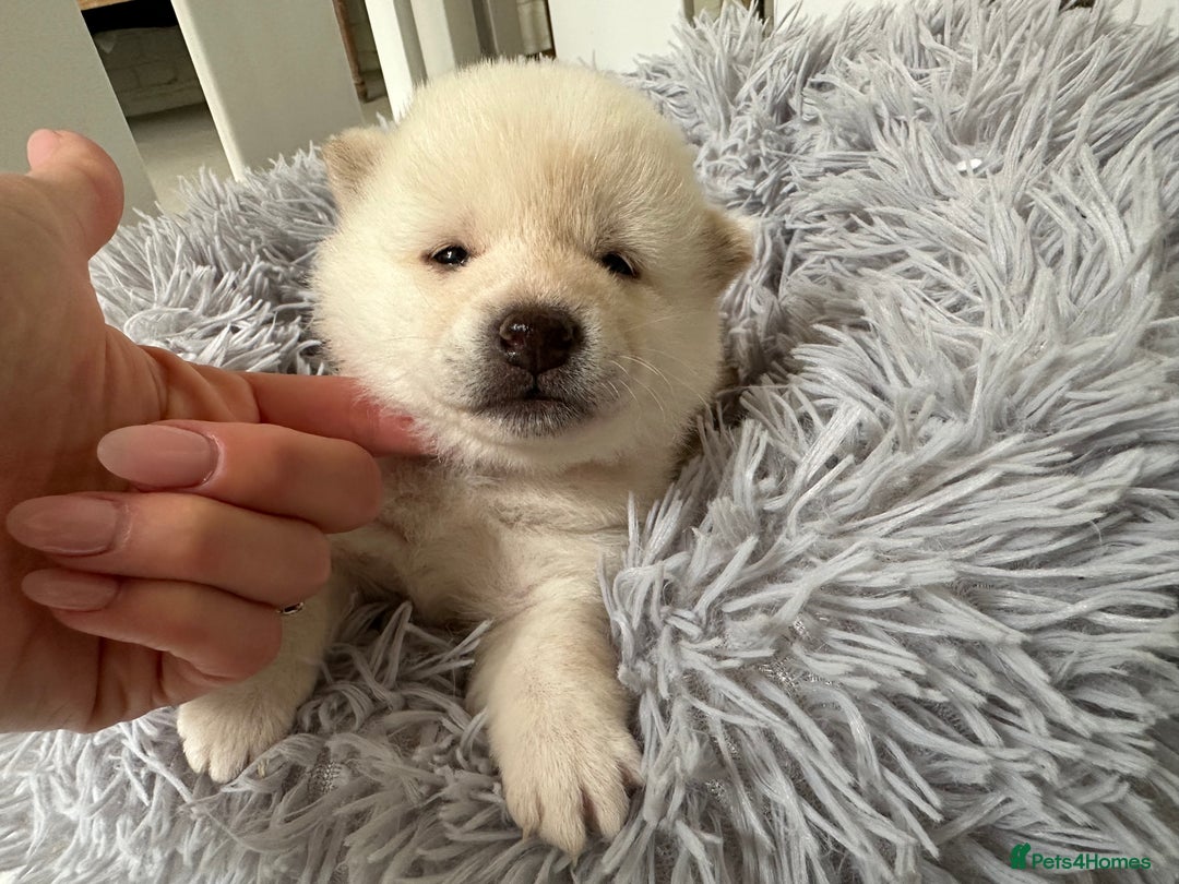 Japanese Shiba Inu dogs for sale: Japanese Shiba Inu puppies - Image 7