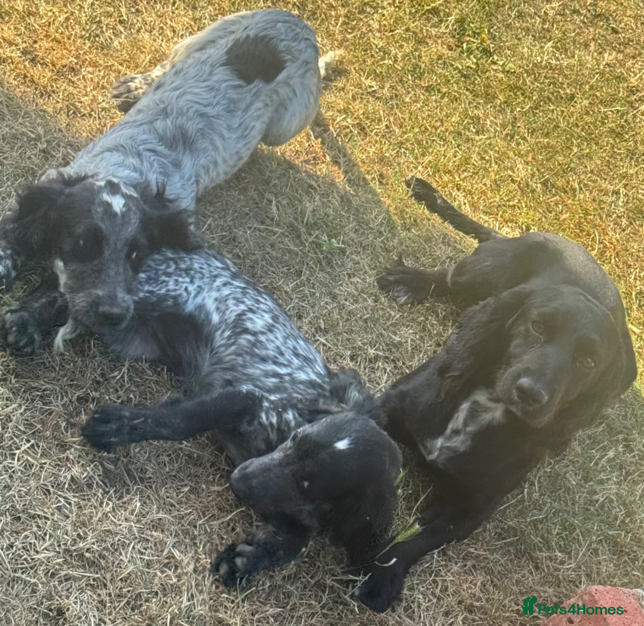 Cocker Spaniel dogs Cocker spaniels for sale  - Advert 1