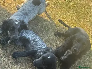 Cocker Spaniel dogs Cocker spaniels for sale - Advert 10