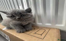 Scottish Fold cats for sale: Absolutely stunning kittens  - Image 9