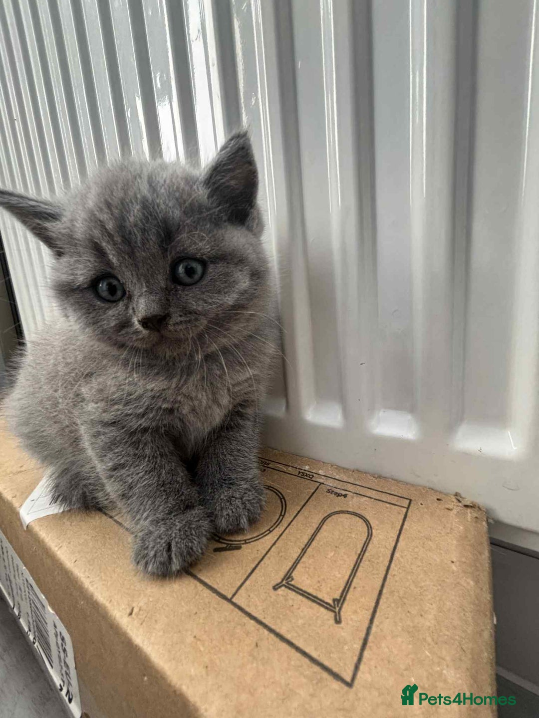 Scottish Fold cats for sale: Absolutely stunning kittens  - Image 9