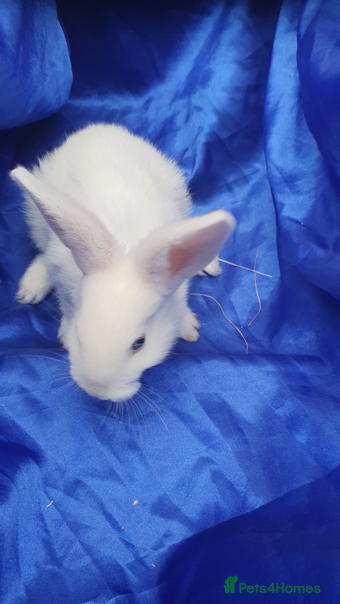 Mixed Breed rabbits Baby rabbits  - Advert 23