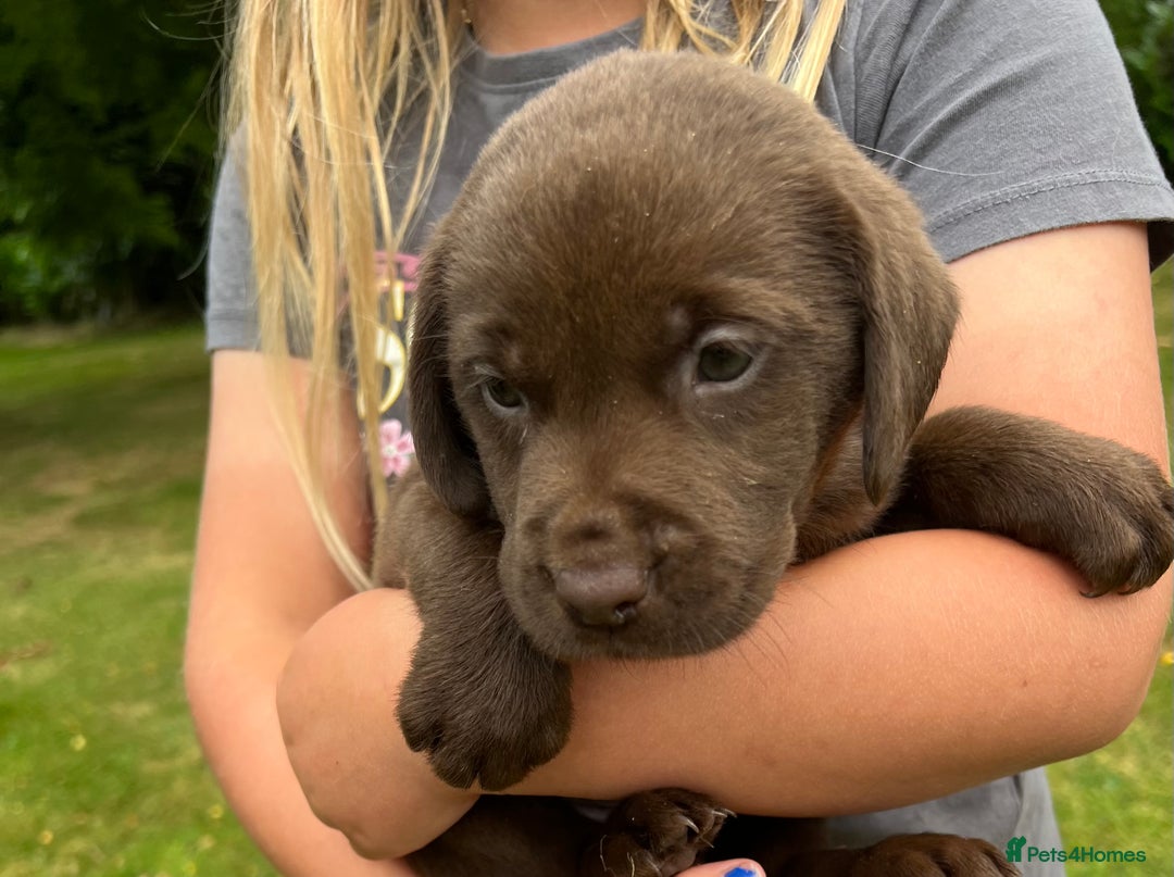 Labrador Retriever dogs for sale: STRONG CHUNKY KC CHOCOLATE PUPS HEALTH TESTED  - Image 4