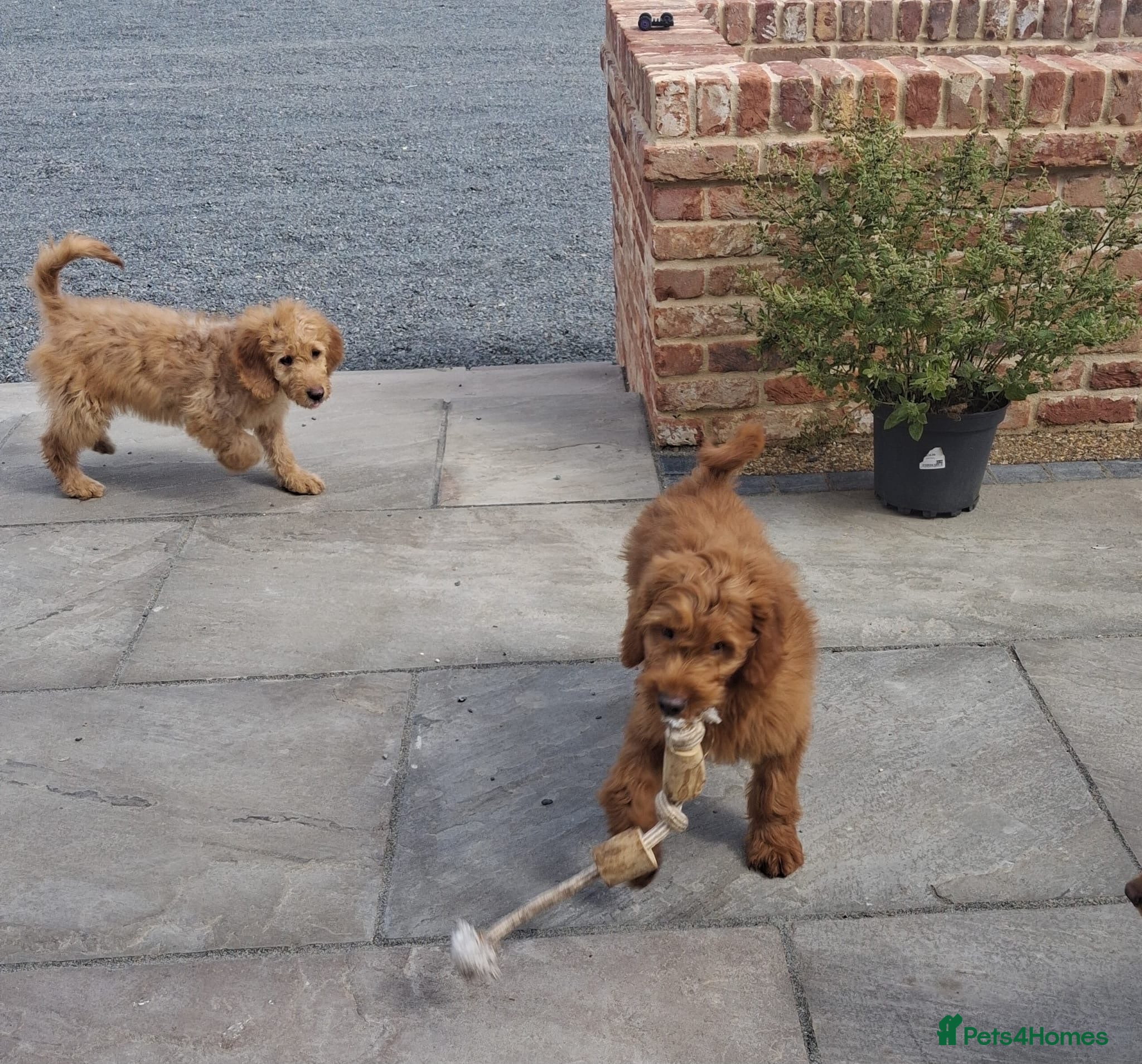 Mini Goldendoodle dogs F1 Fully Healthy Tested Goldendoodles  - Advert 1