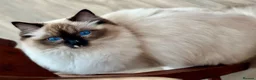 Ragdoll cats for sale: GCCF reg. Blue Tabby Colourpoint Ragdoll kitten  - Advert 10