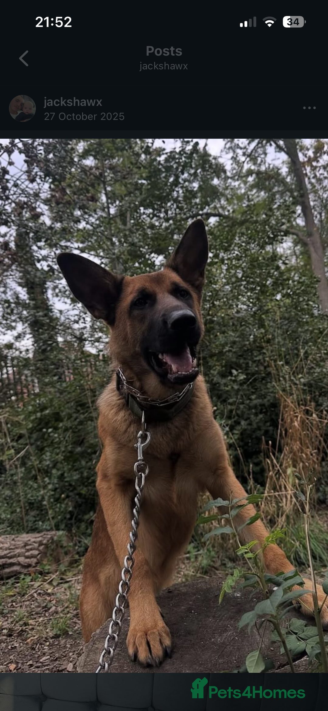 Belgian Shepherd Dog dogs for sale: Rehome begium Malinois x shepherd  - Advert 3